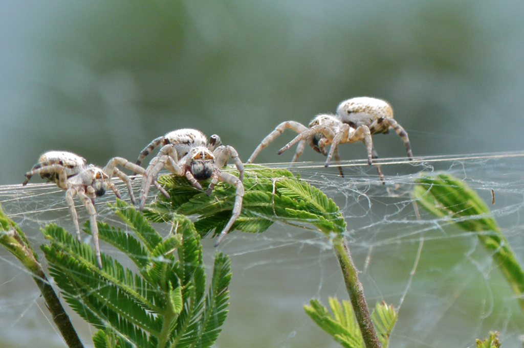 Aranhas solteiras se sacrificam pelas crias de suas comadres