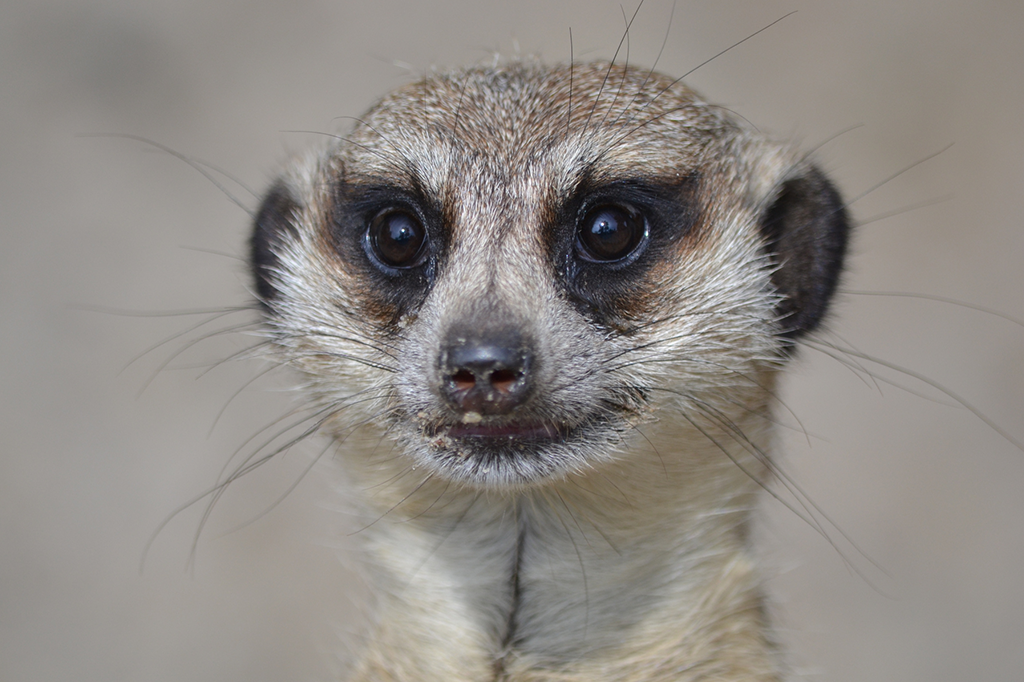 Homem não é o bicho mais assassino do mundo