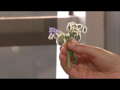 O que é PANC (Plantas Alimentícias Não Convencionais)