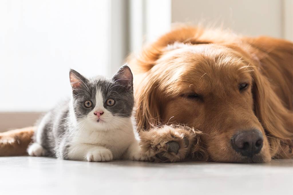 Ao contrário dos cães, gatos não confiam em seus donos