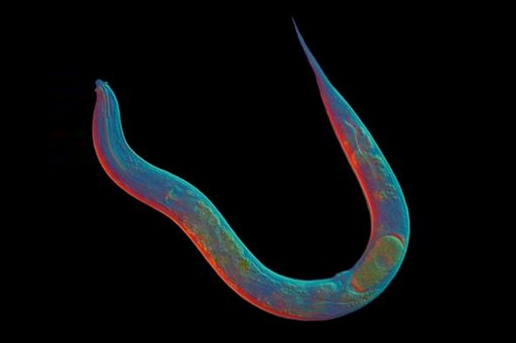 Este verme está há 18 milhões de anos sem sexo