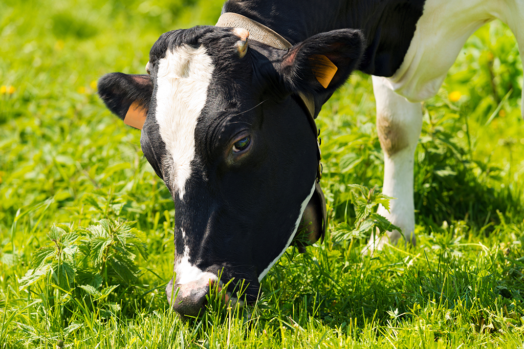 Por que comemos alface e agrião mas não comemos grama e capim?
