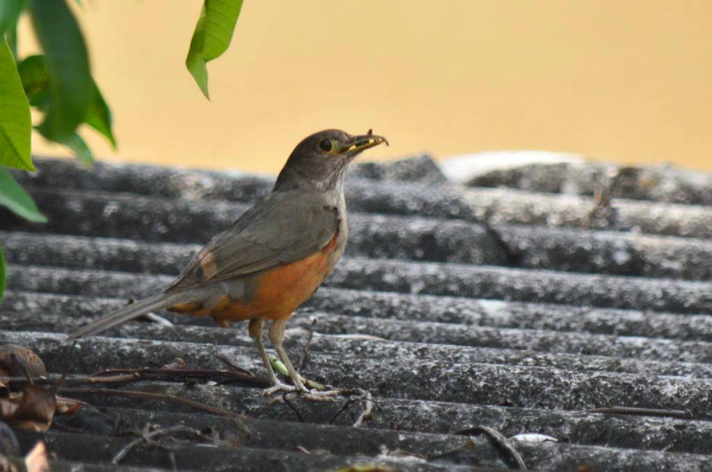 Birdwatchers: a turma que conhece São Paulo pelas asas