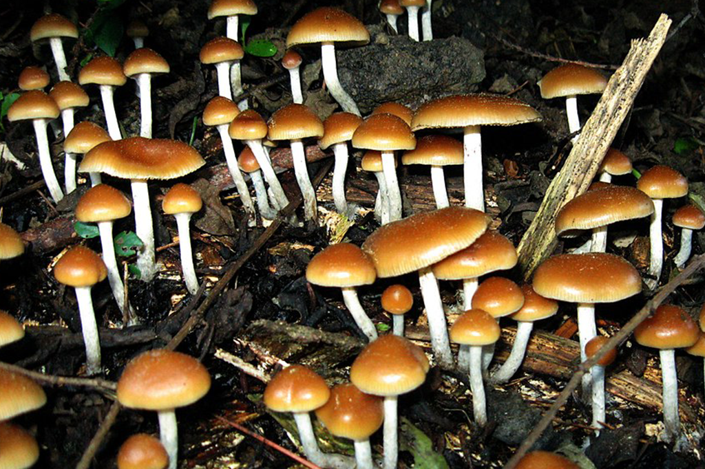 Cogumelos alucinógenos dão ‘reset’ no cérebro de pessoas com depressão