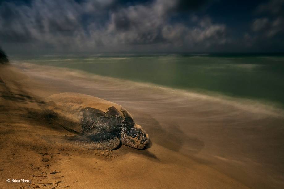 Tartarugas marinhas da espécie <span>Dermochelys coriacea correm da praia para o mar após saírem dos ovos. A foto foi tirada às duas da manhã na costa das Ilhas Virgens, no Caribe. O tempo de exposição foi extremamente longo para aproveitar a luz tênue da lua cheia. </span>Vencedora na categoria "comportamento: anfíbios e répteis".