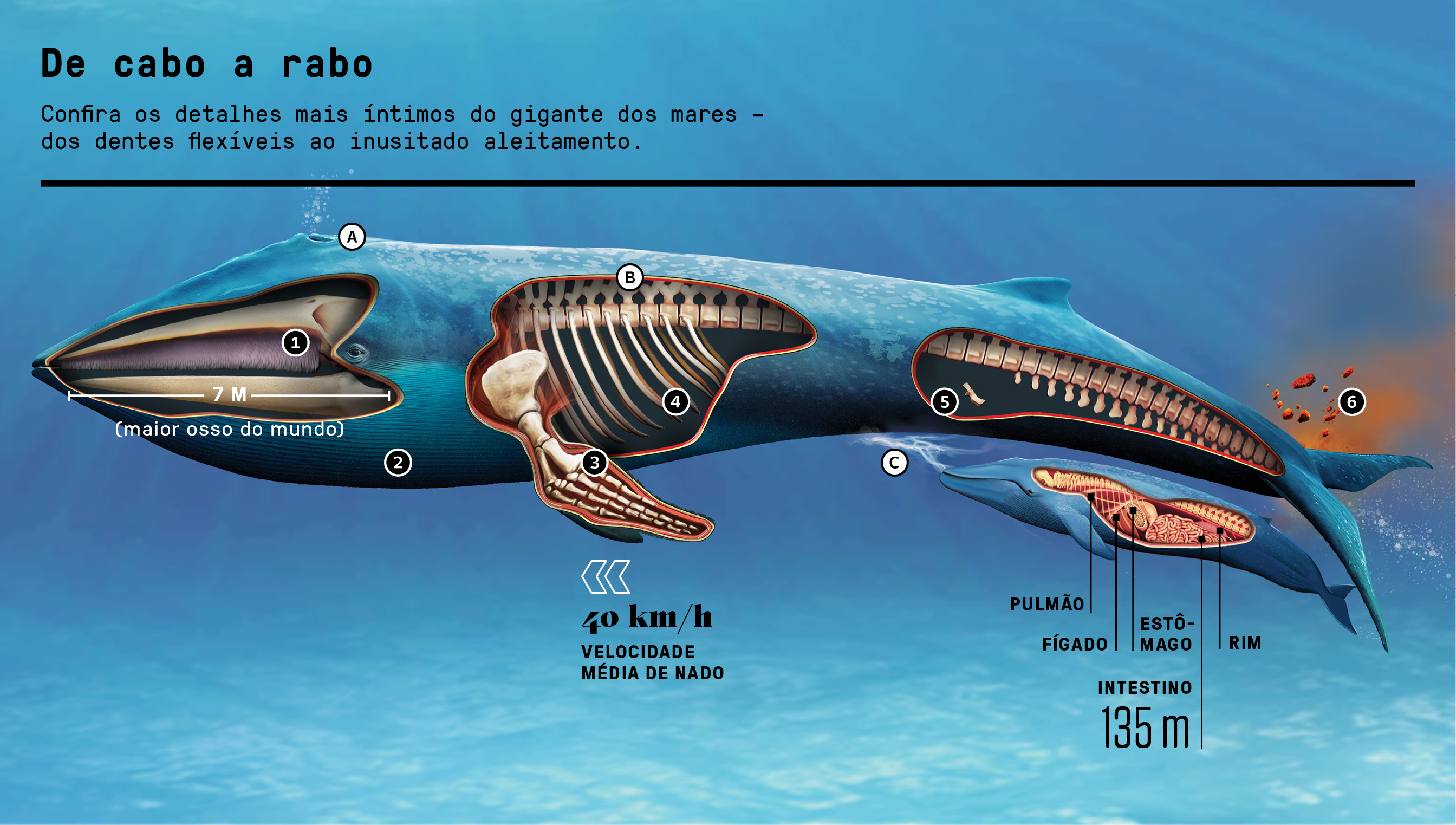 Por dentro de uma baleia-azul