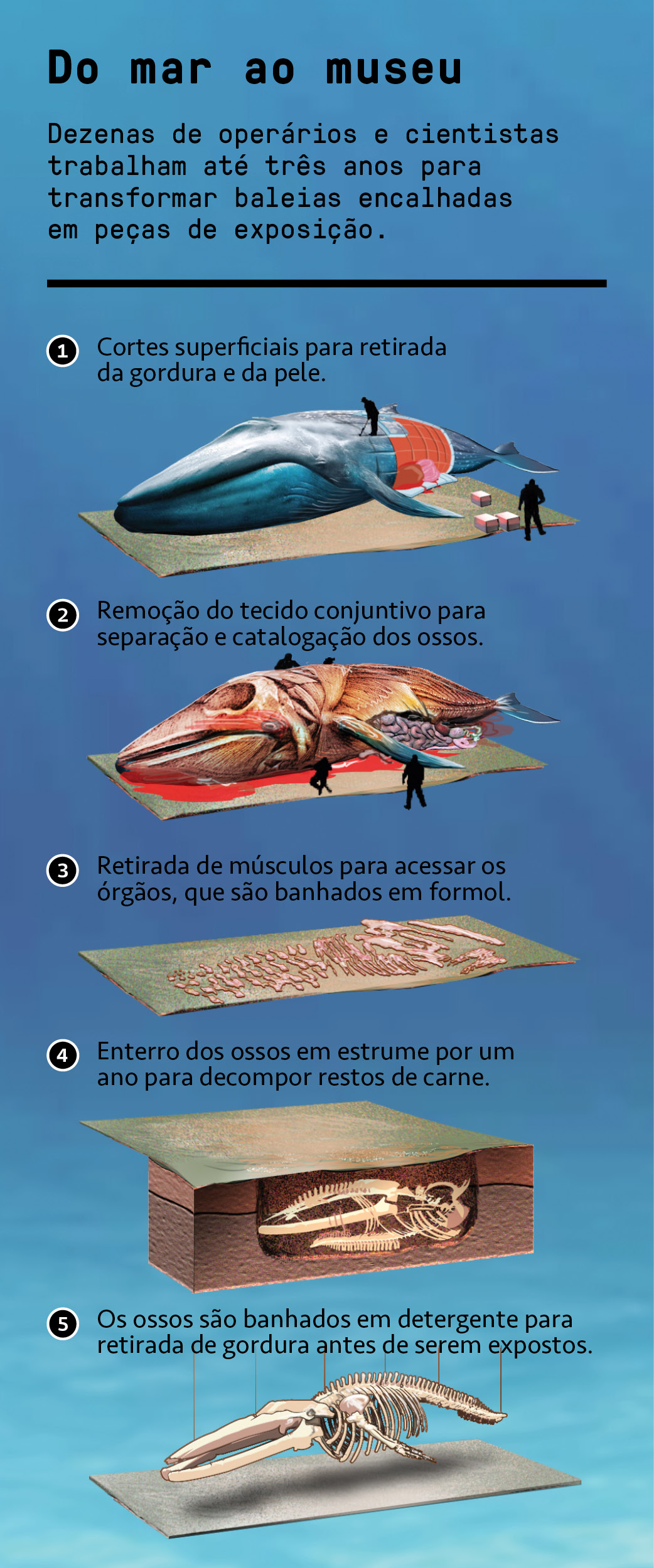 Por dentro de uma baleia-azul