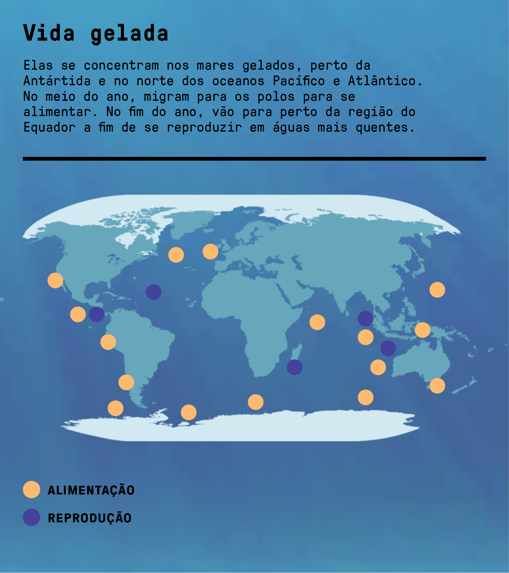 Por dentro de uma baleia-azul