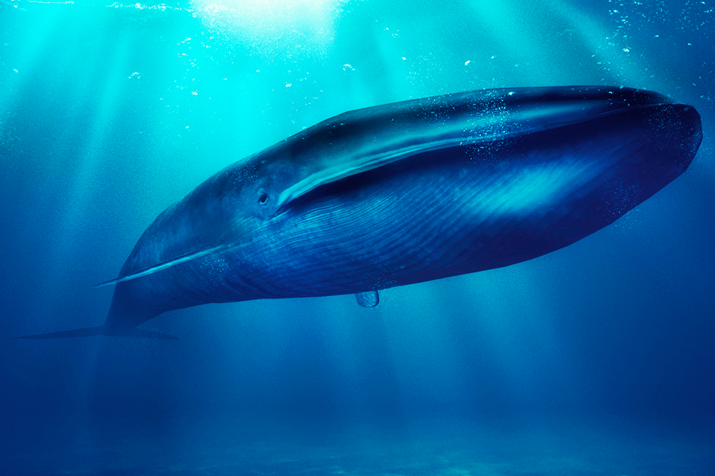 Baleias azuis são canhotas 