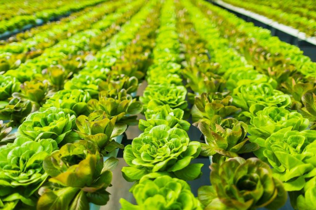 Da fazenda para a mesa: produção agroecológica cresce em BH