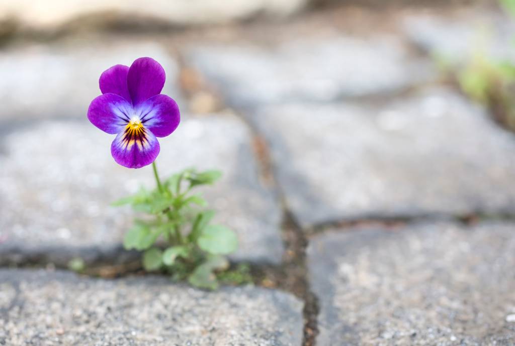 Está estressado? Preste atenção à natureza ao seu redor