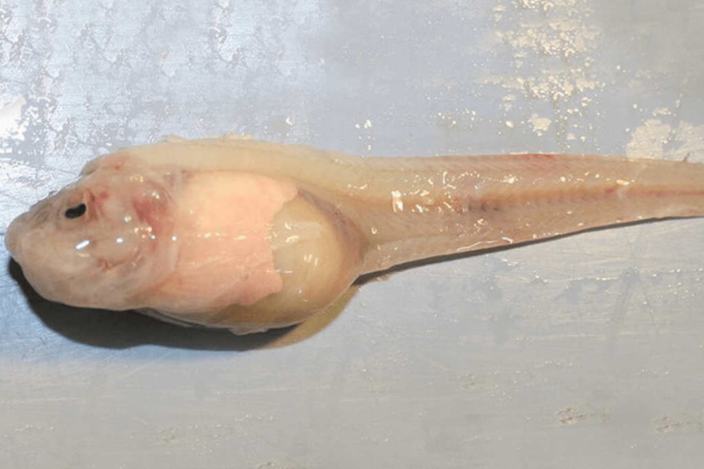Peixe mais profundo já encontrado vive a 8 km da superfície