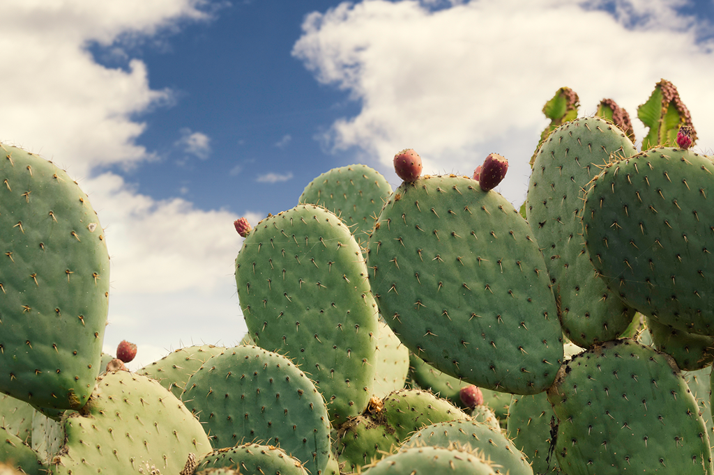 A FAO anunciou que o cacto é o alimento do futuro. Por quê?