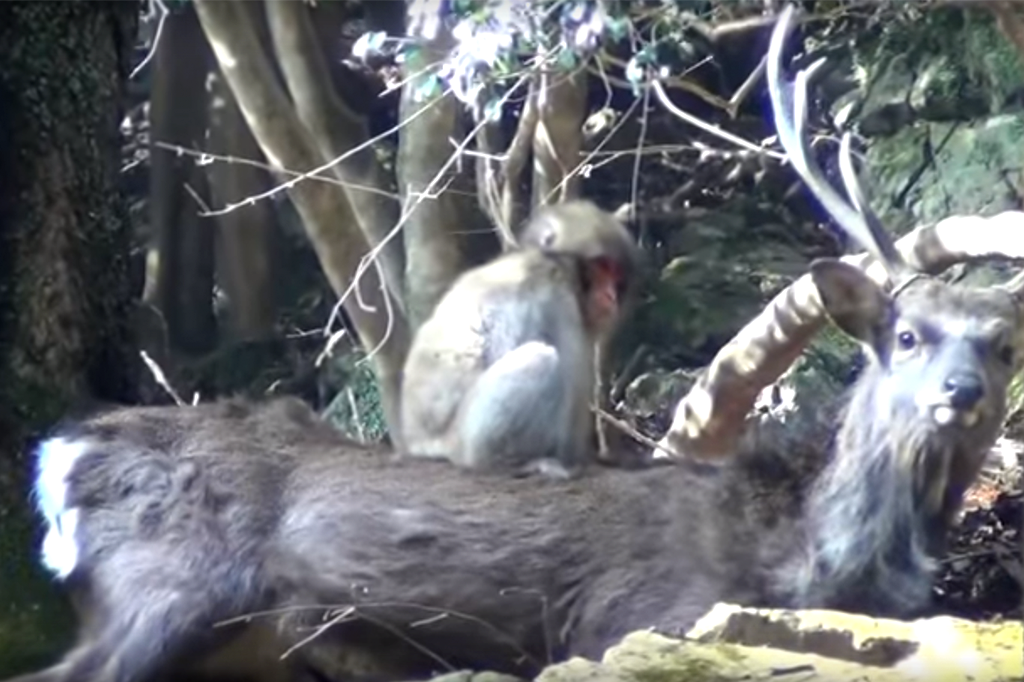 Macacos são vistos transando com cervos no Japão