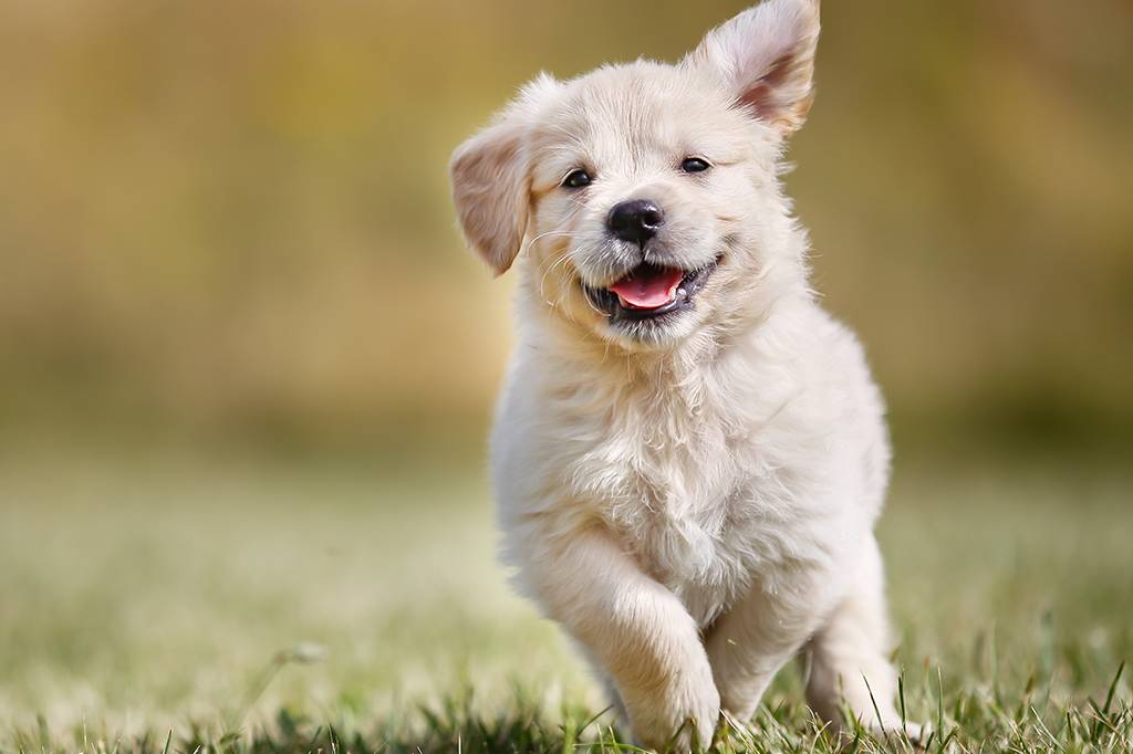 Dez semanas na vida de um filhote de cachorro