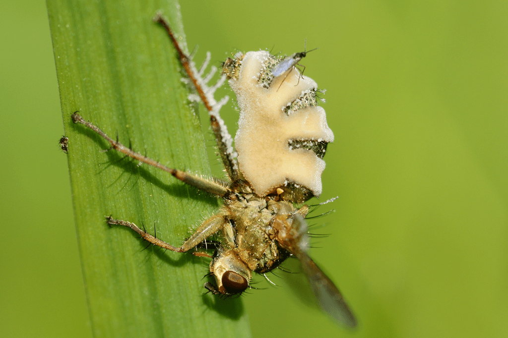 Fungo zumbi transforma moscas em escravas