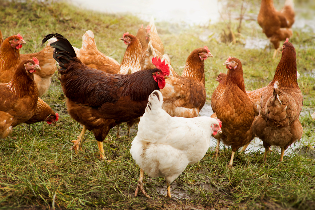 Galinhas preferem pessoas atraentes