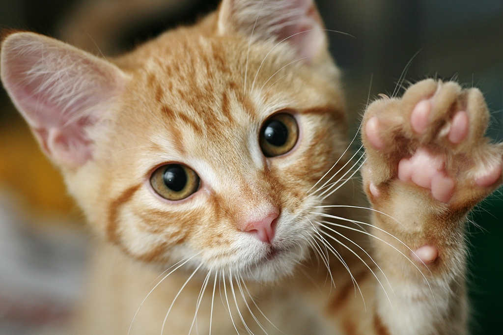 Assim como humanos, gatos são destros ou canhotos