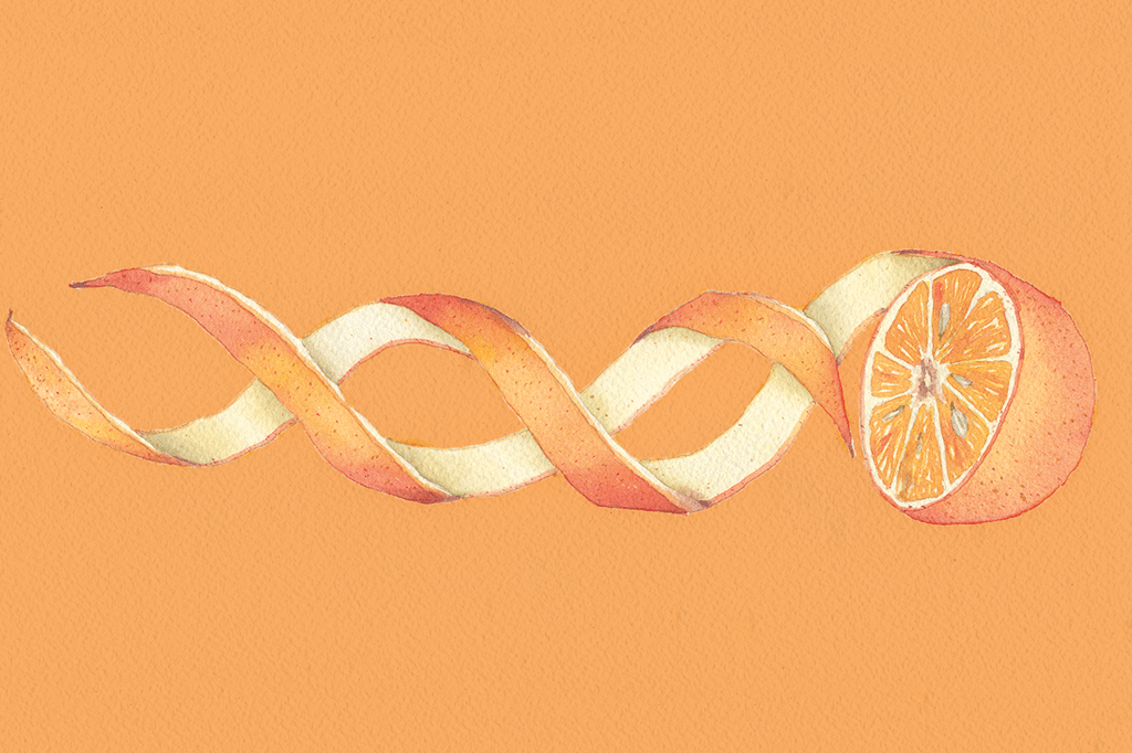 Cientistas brasileiros inventam laranja transgênica