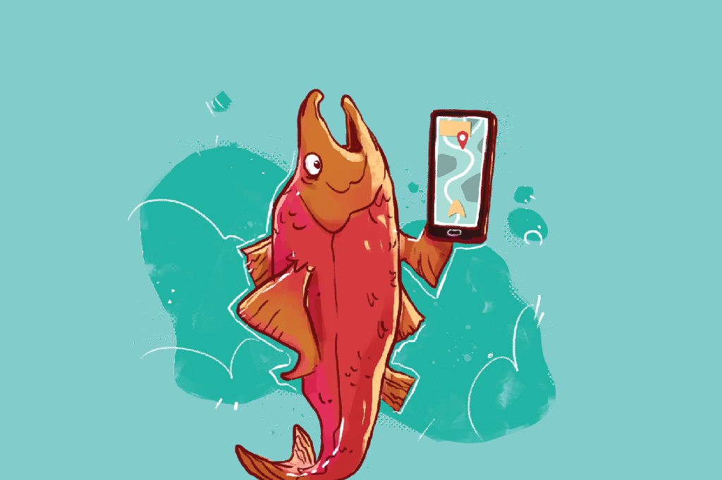 Como o salmão volta ao rio onde nasceu?