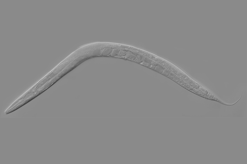 Verme tem filhotes sozinha – e tira genes masculinos do DNA