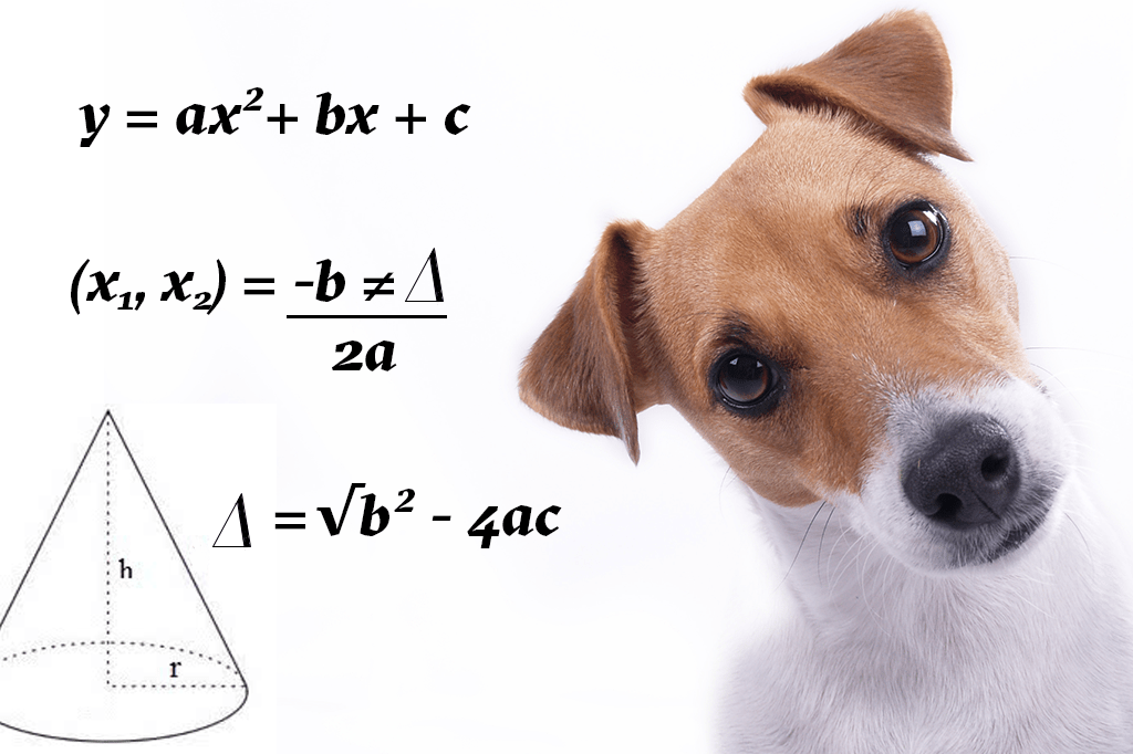Os animais que sabem mais de matemática que você
