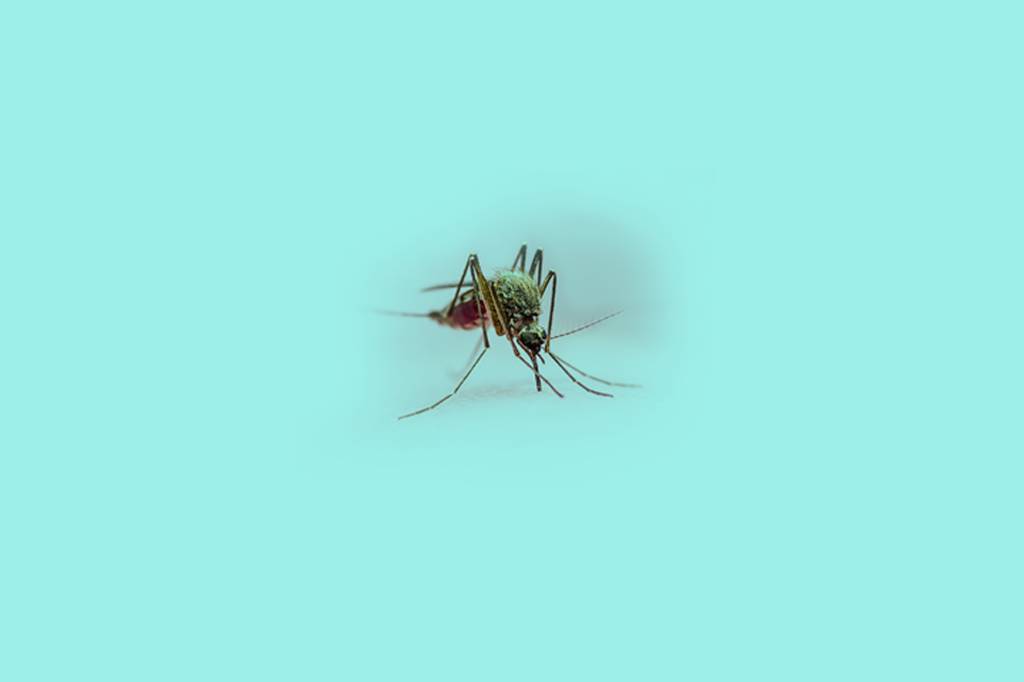 Alguns gêmeos com Zika têm microcefalia, mas seus irmãos não. Por quê?