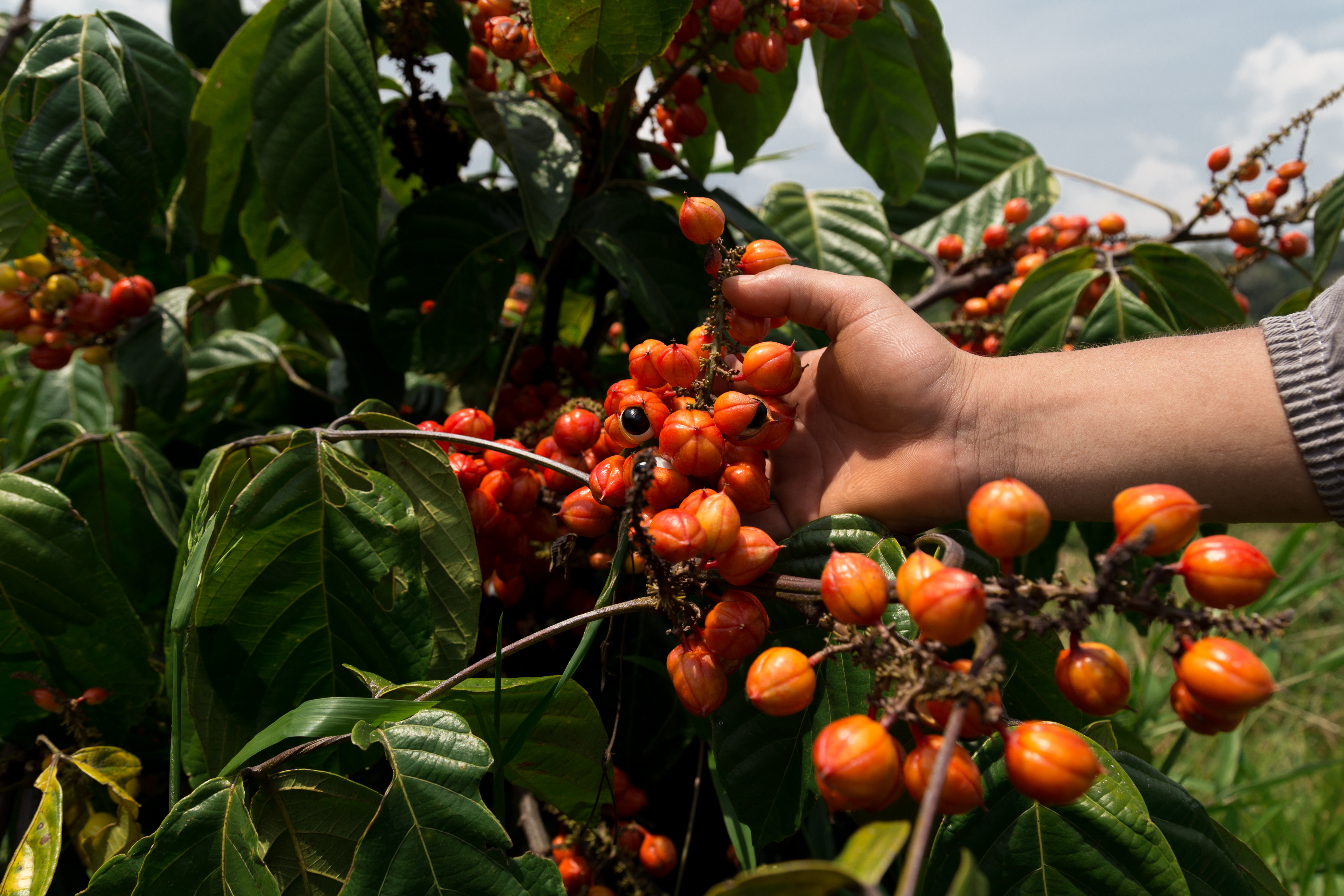 guarana-10