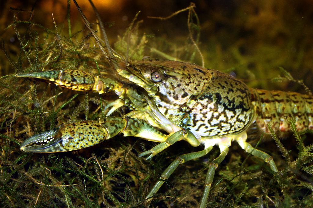 Lagostim mutante está fazendo clones de si mesmo – e vai dominar a Europa
