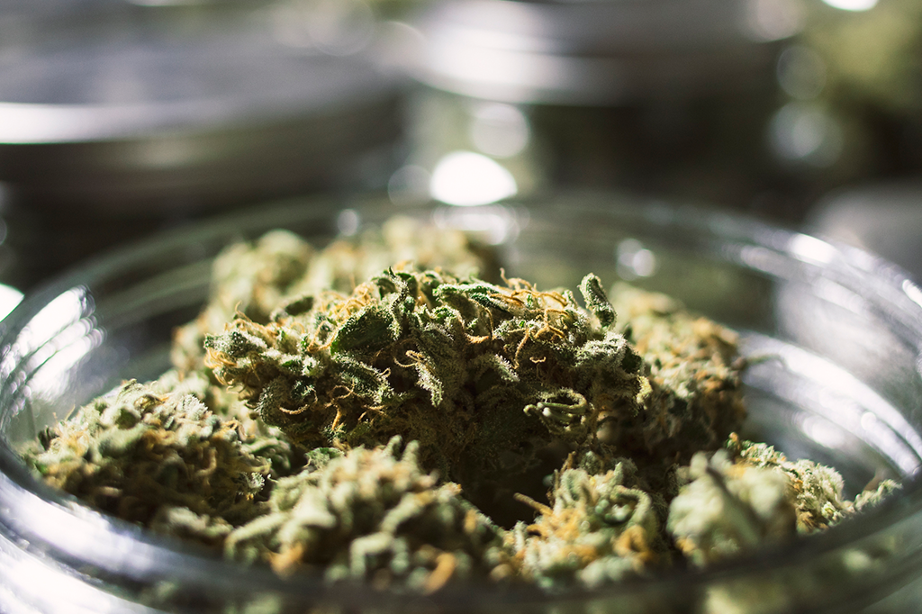 Juiz federal autoriza importação inédita de sementes de maconha