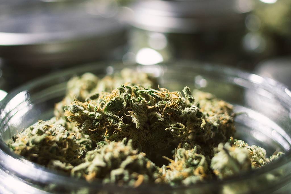 Juiz federal autoriza importação inédita de sementes de maconha