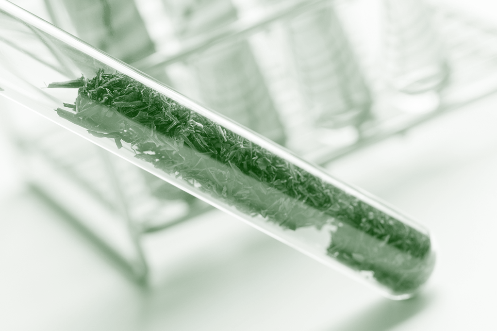 “O ideal é regular o cultivo de Cannabis para uso medicinal”