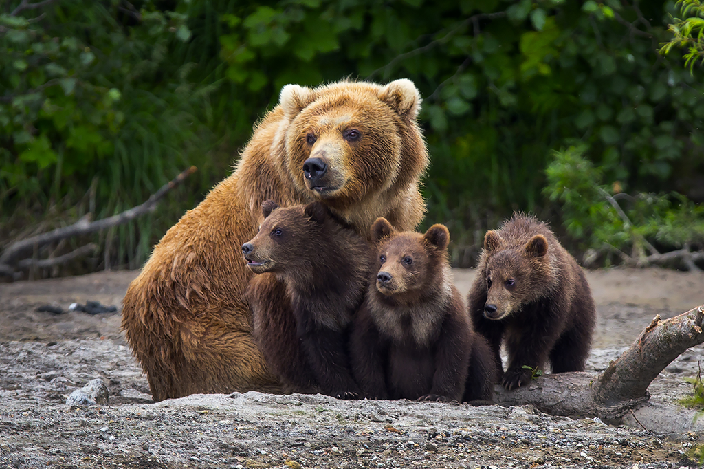 Ursas estão passando mais tempo com os filhotes – por causa dos humanos