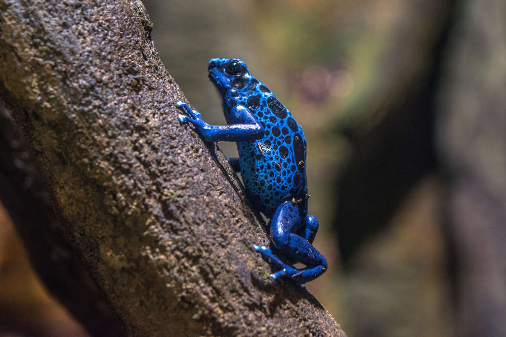 É verdade que animais azuis não têm pigmentos dessa cor?