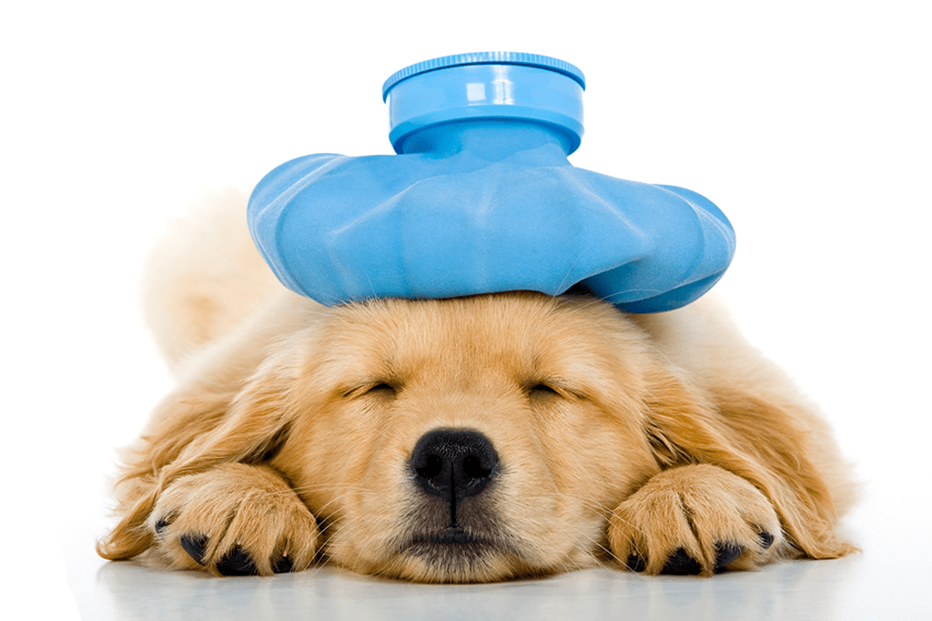 Como prestar primeiros socorros a animais