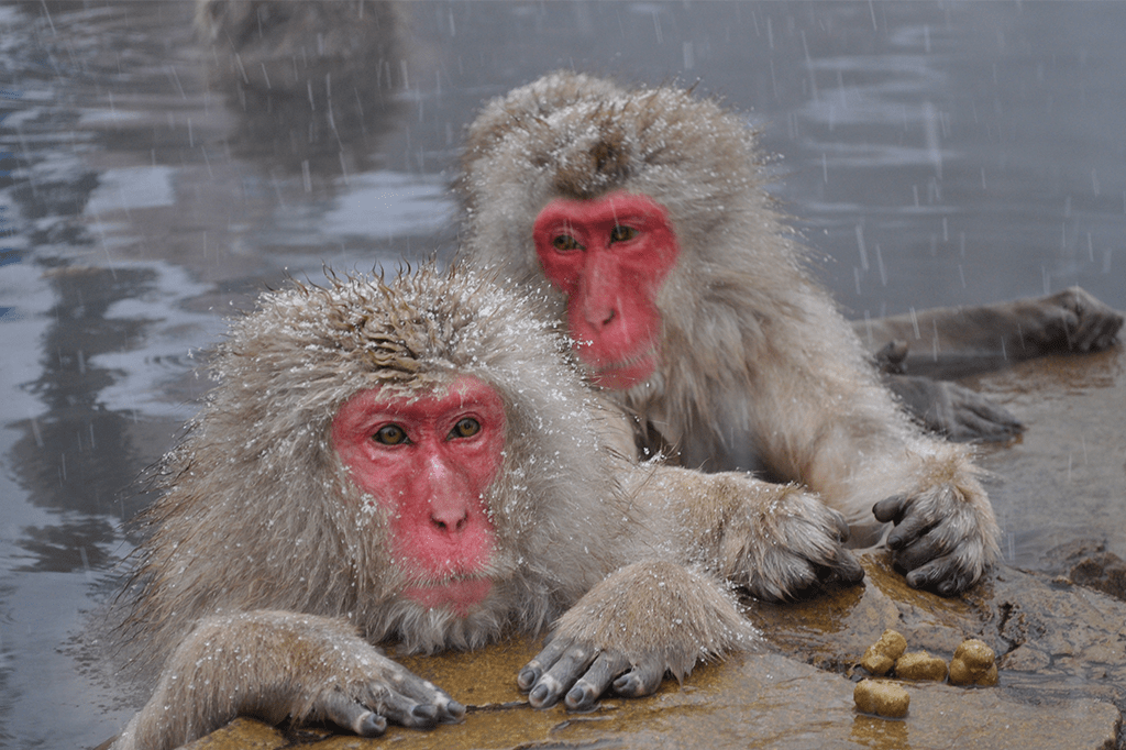 Japão tem parque com fontes termais só para macaquinhos