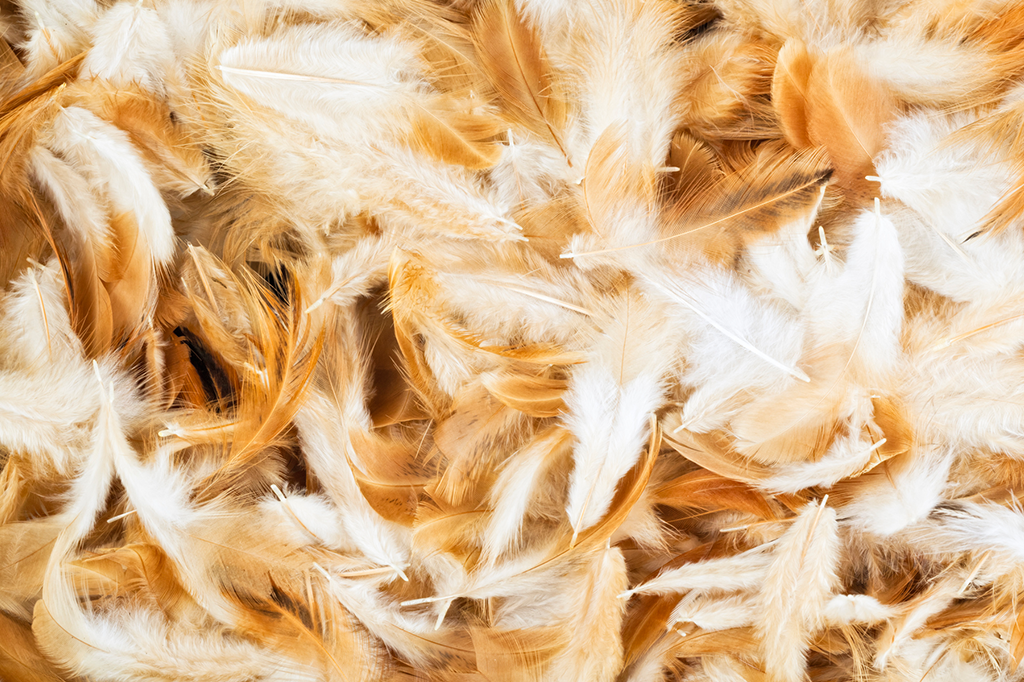 Os sacrifícios de animais nas religiões afro-brasileiras