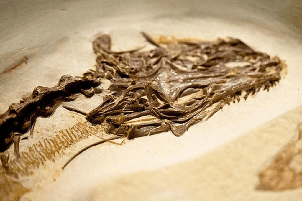 Cientistas descobrem lagarto com quatro olhos que viveu há 50 milhões de anos