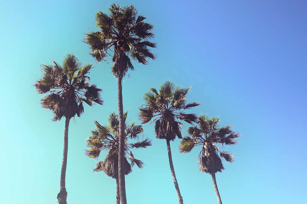 Palmeiras que mudam de sexo foram descobertas na Colômbia