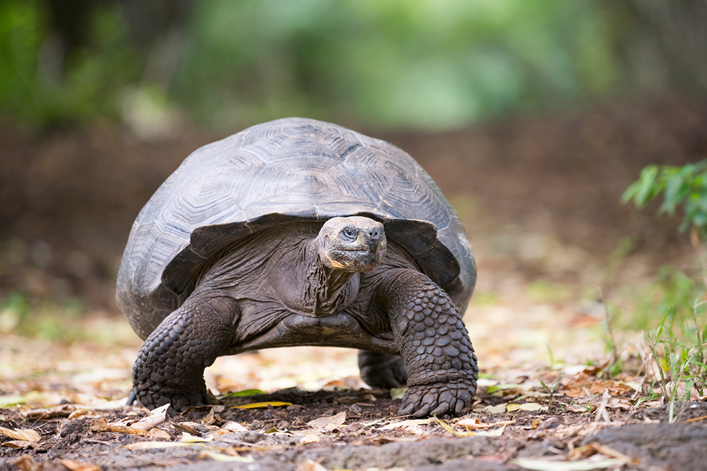 Ação humana causa câncer em animais selvagens