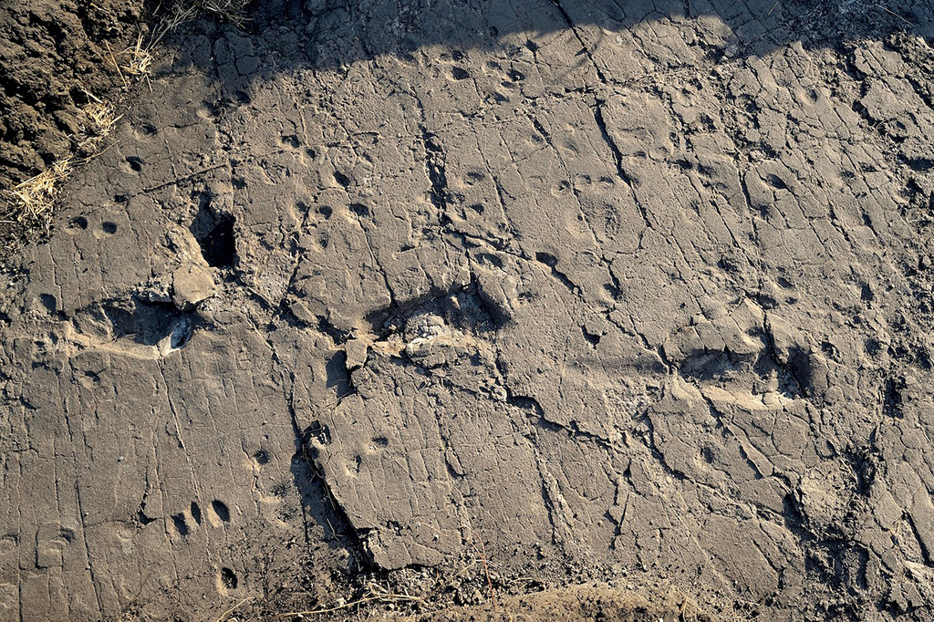 Você gosta do seu cérebro? Agradeça às suas pernas