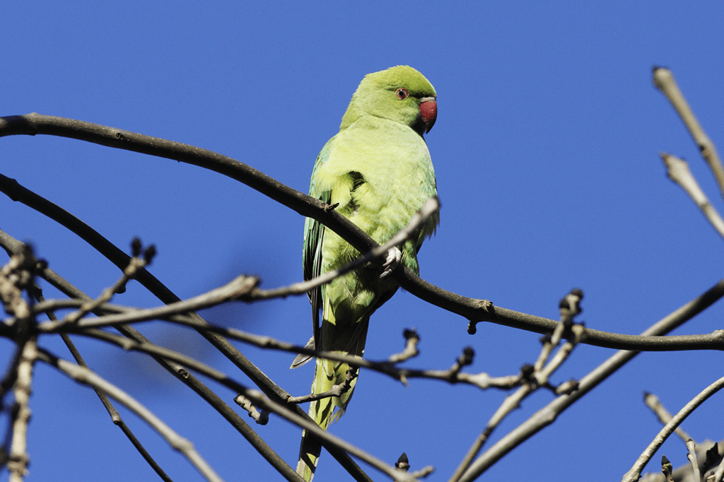 Periquitos ameaçam a população de morcegos da Europa