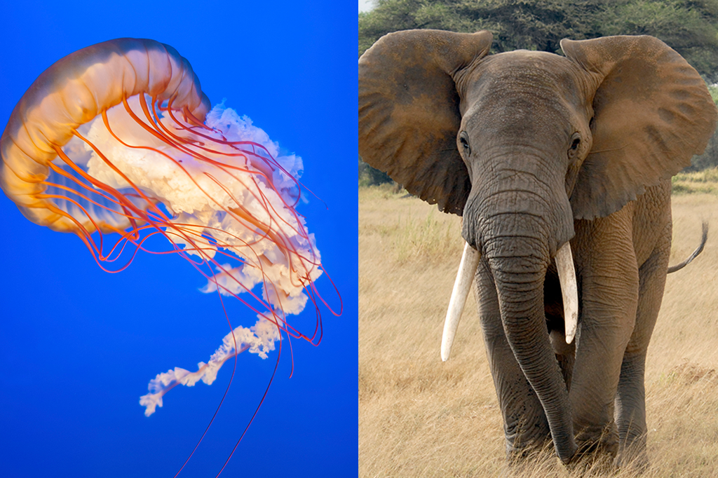 Reconstituíram o DNA do avô de todos os animais – da água-viva ao elefante