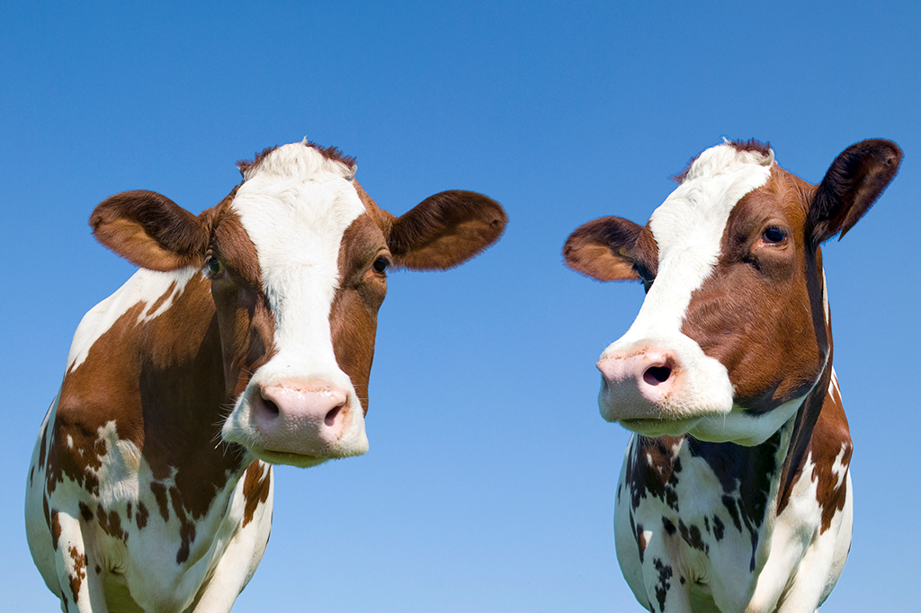 Humanos e gado são 96% de todos os mamíferos da Terra