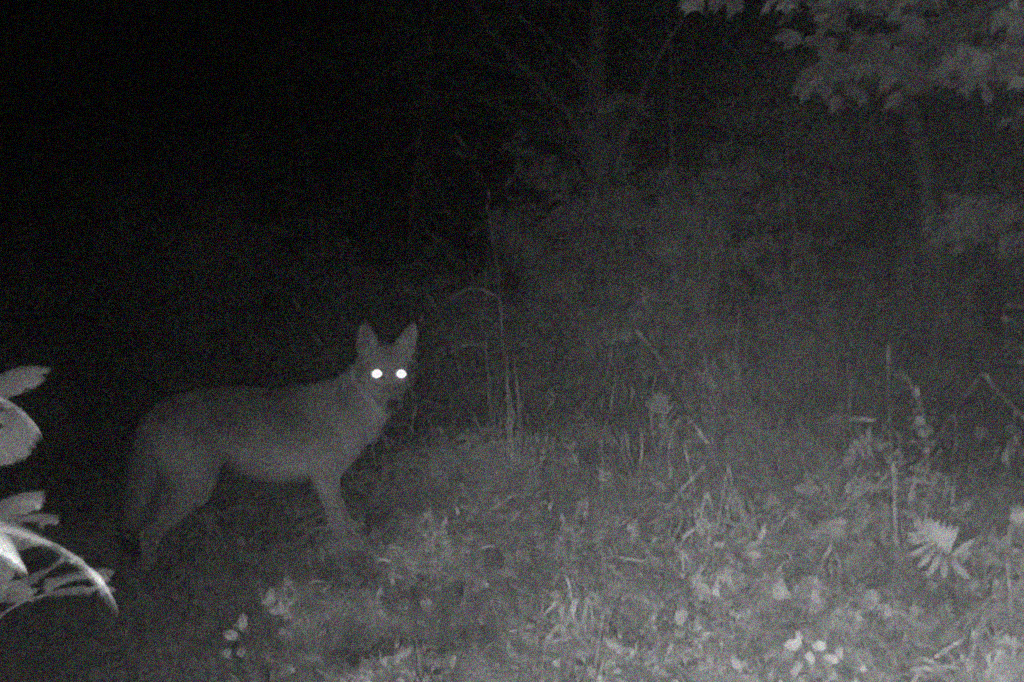 Mamíferos estão se adaptando à vida noturna para evitar o ser humano