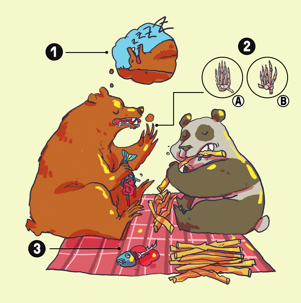 Quais as diferenças entre o panda e outros ursos?