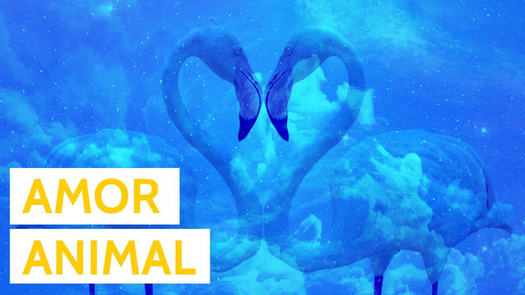 Os melhores GIFS de bichos e o amorzinho animal