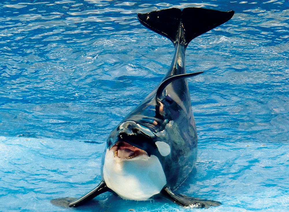 Por que as orcas são chamadas de “baleias assassinas”?