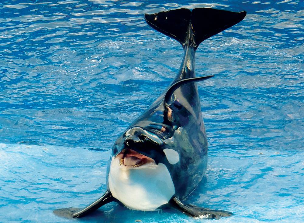 Por que as orcas são chamadas de “baleias assassinas”?