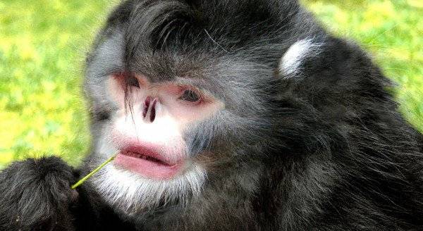 5 animais que vão te dar vontade de chorar… de tão feios